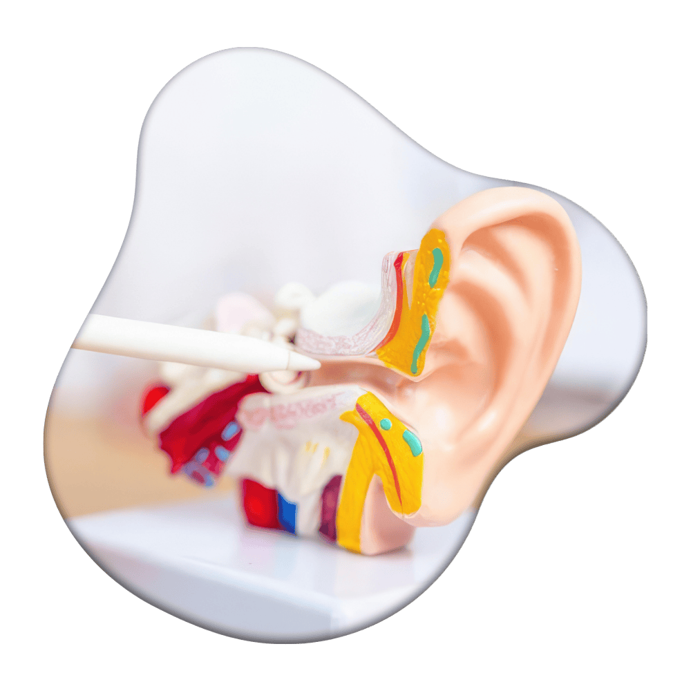 Anatomical model of human ear showing internal structures including canal, eardrum, and ossicles with colorful labels and a probe demonstrating ear anatomy